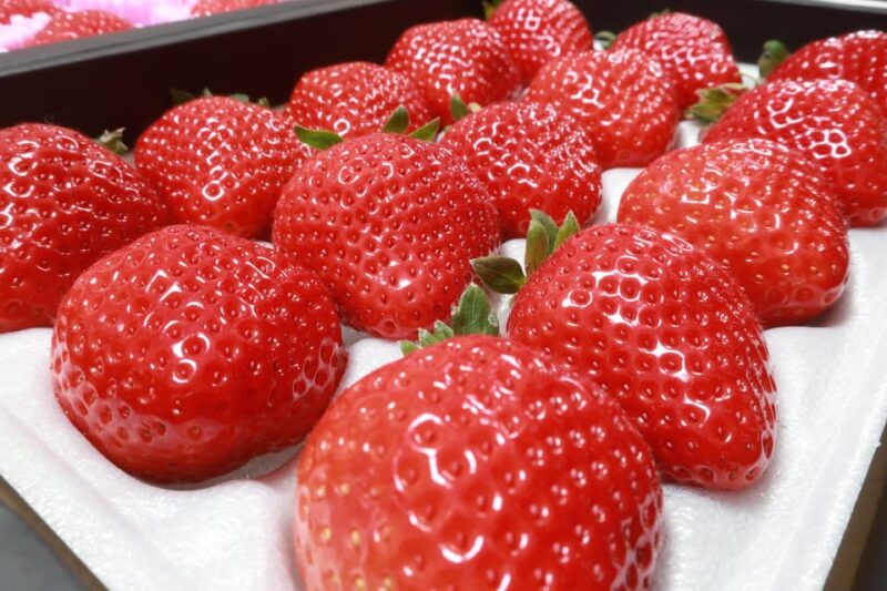 Day Bus Trip to Fruits Pick & Dazaifu, Yanagawa in Fukuoka - Highlights of the Itinerary