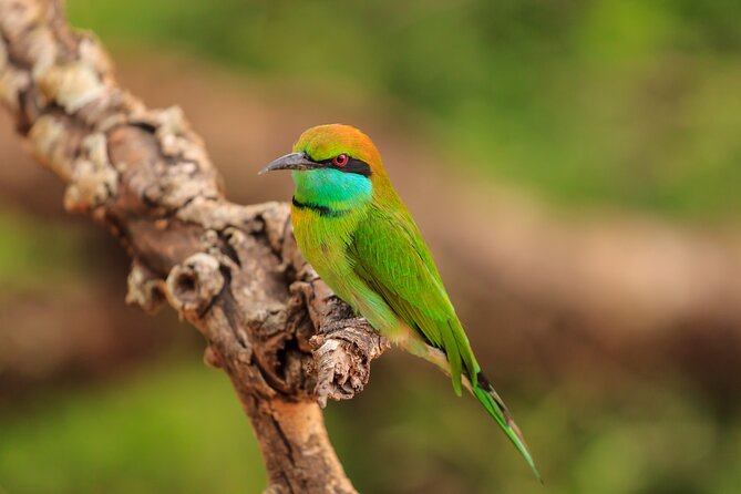 Day Excursion at Udawalawe National Park From Galle - Meeting and Pickup Details