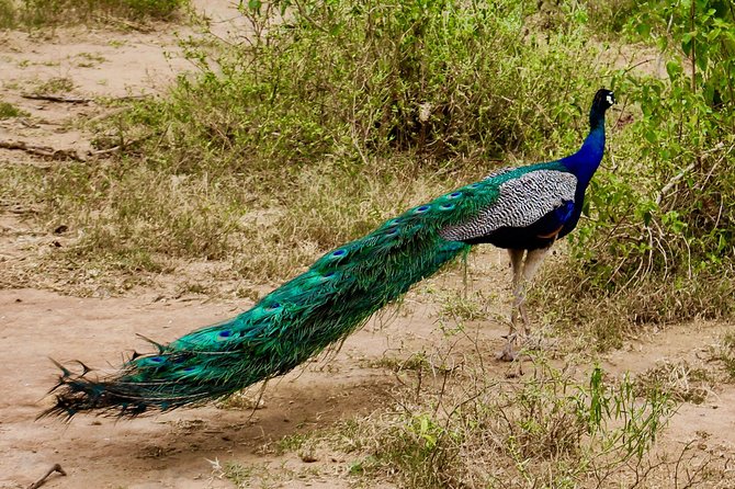 Day Excursion at Udawalawe National Park From Galle - Additional Information