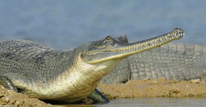 Day Excursion From Agra (Chambal Boat Safari) - Pickup and Drop-off Locations