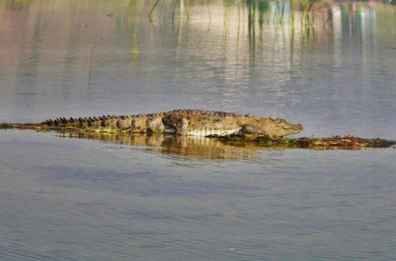 Day Excursion From Agra (Chambal Boat Safari) - Guided Tour at Bateshwar Temples