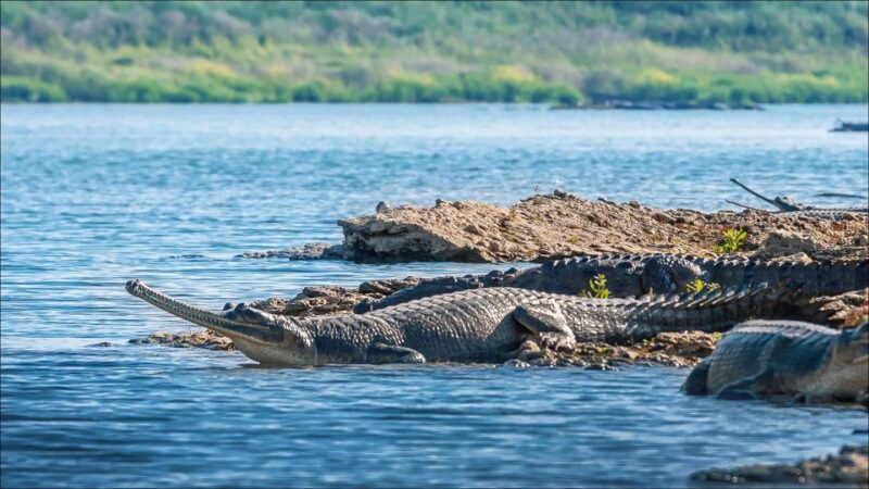 Day Excursion From Agra (Chambal Boat Safari) - Wildlife Encounters and Birdwatching