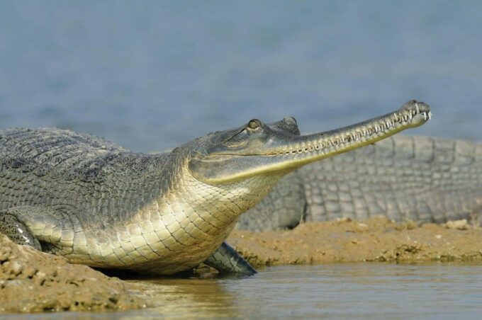Day Excursion From Agra (Chambal Boat Safari) - Frequently Asked Questions