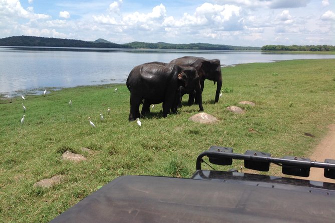 Day Excursion From Kandy to Sigiriya, Pidurangala Rock & National Park Safari - Traveler Experience