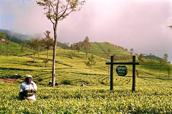 Day Excursion to Lipton Seat & Dambatenne Tea Factory From Ella - Cultural Considerations