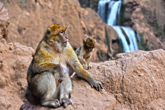 Day Excursion to Ouzoud Waterfall From Marrakech: Private - Convenient Transportation