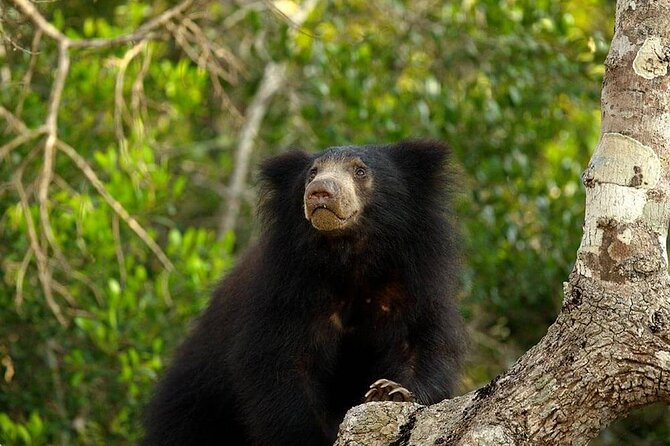 Day Excursion to Yala National Park From Colombo - Meeting and Pickup Details