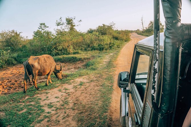 Day Excursion to Yala National Park From Colombo - Tour Expectations and Requirements