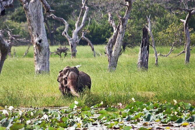Day Excursion to Yala National Park From Colombo - Wildlife Viewing Opportunities