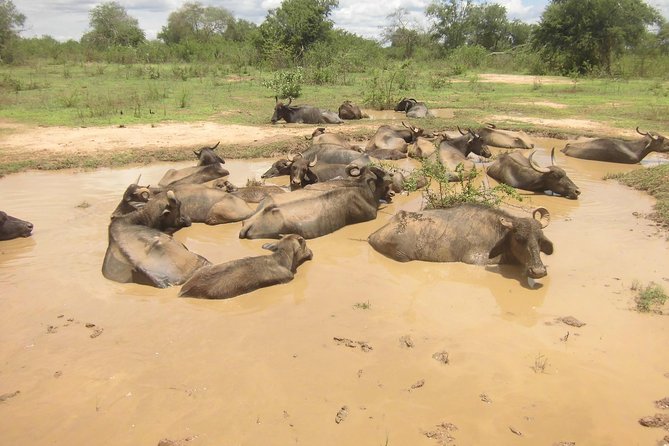 Day Excursions To Udawalawe National Park From Negombo - Inclusions and Services