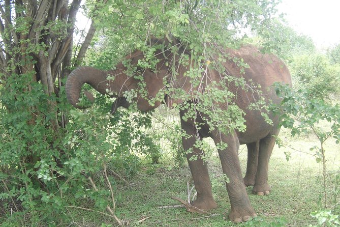 Day Excursions To Udawalawe National Park From Negombo - Recommended Items