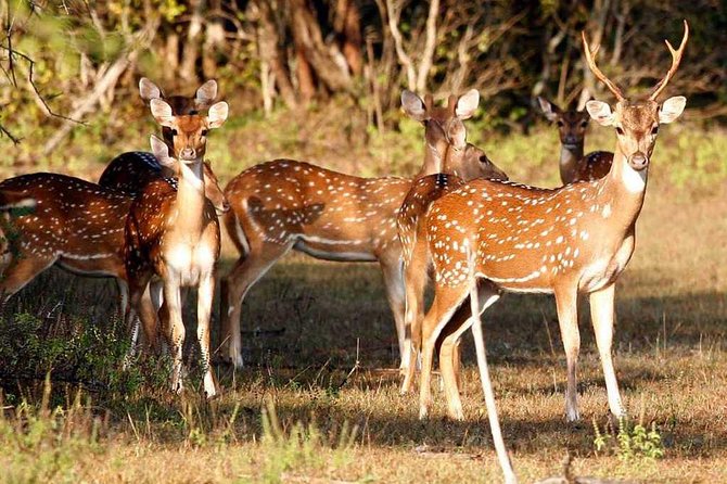 Day Excursions To Udawalawe National Park From Negombo - How to Book