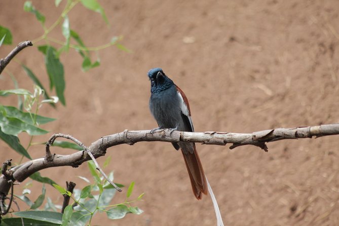 Day Hike Around Lalibela - Highlights of the Day Hike