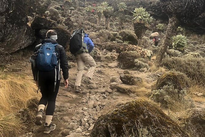 Day Hike to Mount Kilimanjaro (Mandara Hut) - Key Points