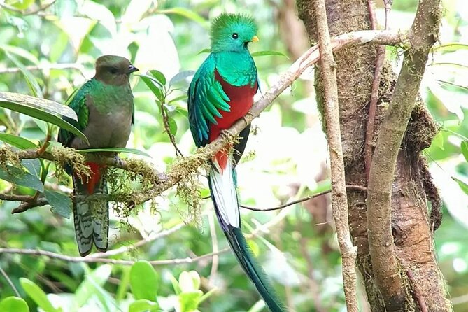 Day & Night Nature Tour in Monteverde Combo Tour - Pricing and Reviews