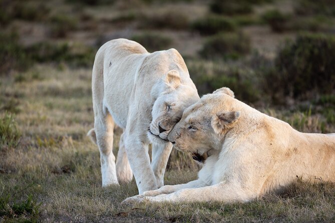 Day Safari at Pumba Private Game Reserve - Key Points