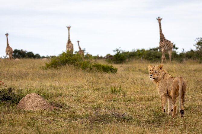 Day Safari at Pumba Private Game Reserve - Meeting Point and Logistics