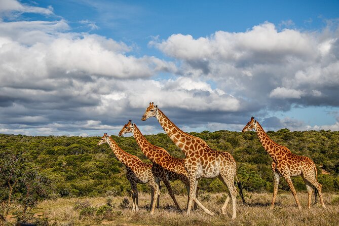 Day Safari at Pumba Private Game Reserve - Reviews
