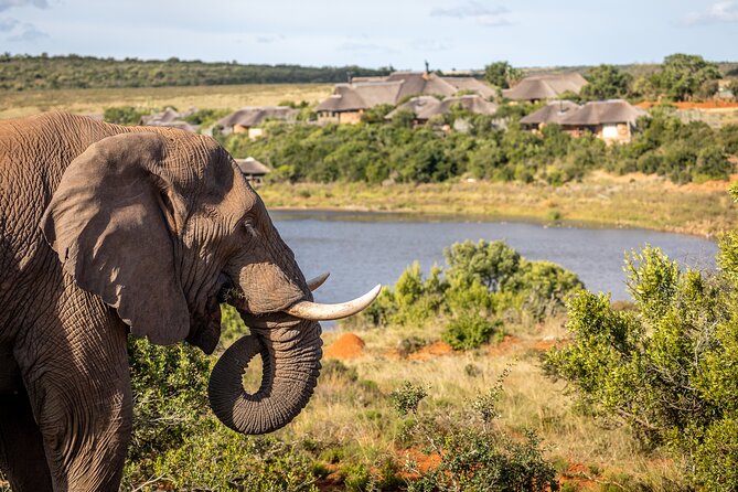 Day Safari at Pumba Private Game Reserve - Lunch and Refreshments