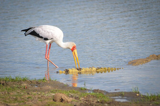 Day Safari Tour Selous Game Reserve - Tour Details