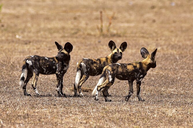 Day Safari Tour Selous Game Reserve - Visitor Safety