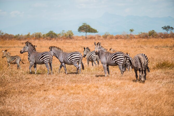 Day Safari Tour to Mikumi National Park - Activity Duration