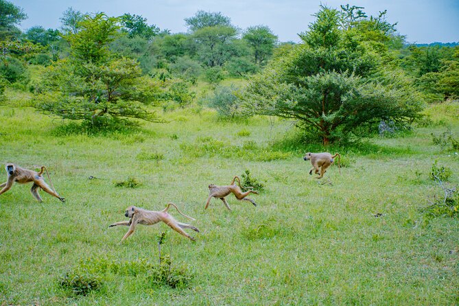Day Safari Tour to Mikumi National Park - Health Considerations