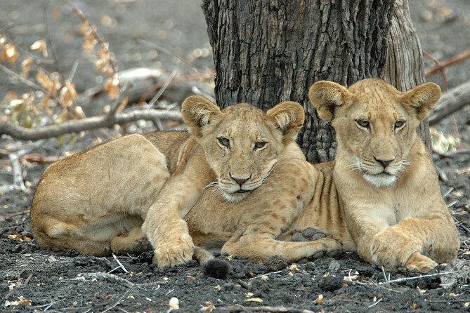 Day Safari Tour to Selous Game Reserve From Zanzibar - Positive Experiences