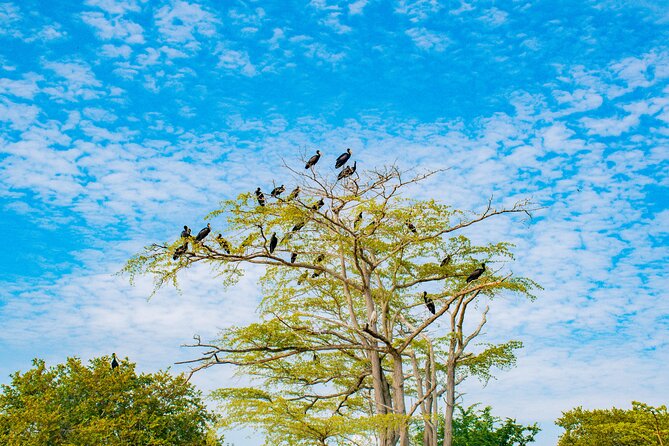 Day Safari Tour to Selous Game Reserve From Zanzibar - Wildlife Sightings