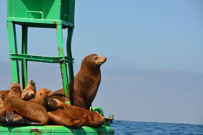 Day Sail Aboard a Classic Yacht : San Diegos Best-Kept Secret: - Inclusions and Amenities