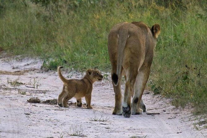 Day Tour Amboseli National Park and Masai Village From Nairobi. - Amboseli National Park Highlights