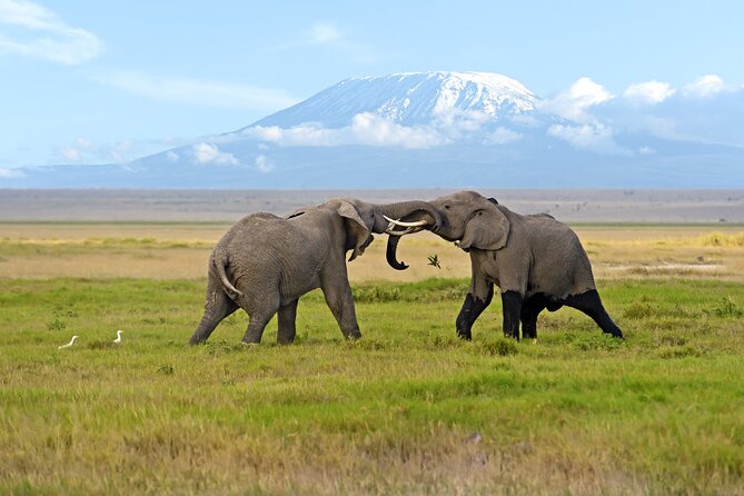 Day Tour - Amboseli National Park From Nairobi - Tour Inclusions