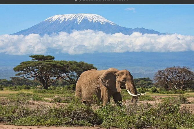 Day Tour - Amboseli National Park From Nairobi - Recap