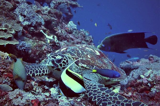 Day Tour and Snorkeling to Lembongan From Bali - Pickup and Drop-off Locations
