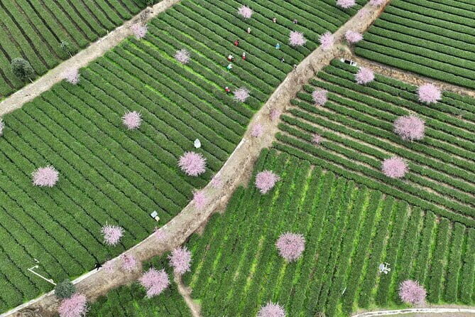 Day tour Chengdu Panda Base Leshan Giant Buddha with local Lunch - The Itinerary Breakdown: What You’ll Actually Do