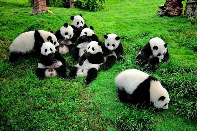Day tour Chengdu Panda Base Leshan Giant Buddha with local Lunch - What Past Travelers Say