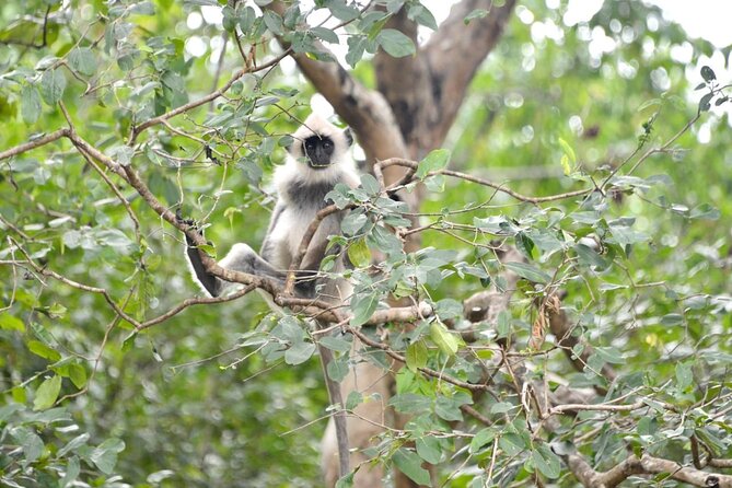 Day Tour From Colombo to Udawalawe National Park Jeep Safari - Highlights of the Tour
