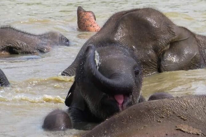 Day Tour From Colombo to Udawalawe National Park Jeep Safari - What to Expect