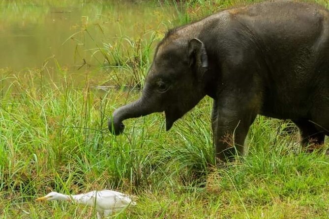 Day Tour From Colombo to Udawalawe National Park Jeep Safari - Tour Logistics