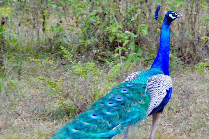 Day Tour From Colombo to Udawalawe National Park Jeep Safari - Sum Up
