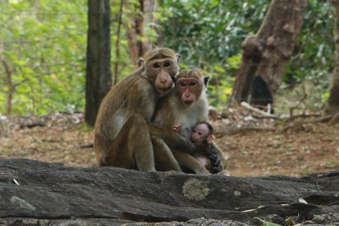 Day Tour From Dambulla to Sigiriya or Pidurangala & Polonnaruwa - Jungle Stopover and Tuk-Tuk Driving