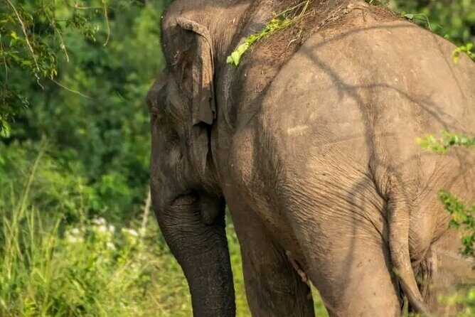 Day Tour from dambulla to Sigiriya & Polonnaruwa - FAQ