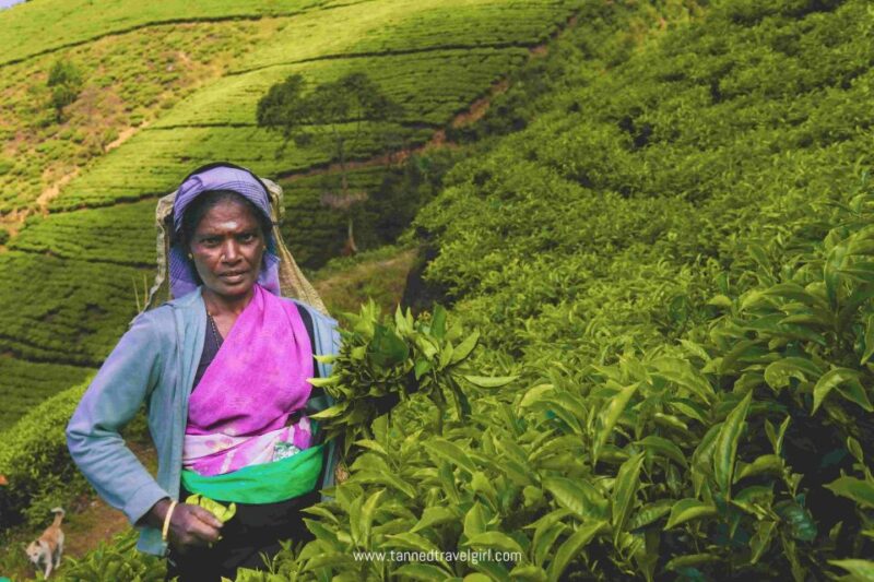 Day Tour From Kandy to Nuwara Eliya and Ramboda Waterfall - Tea Factory and Plantations