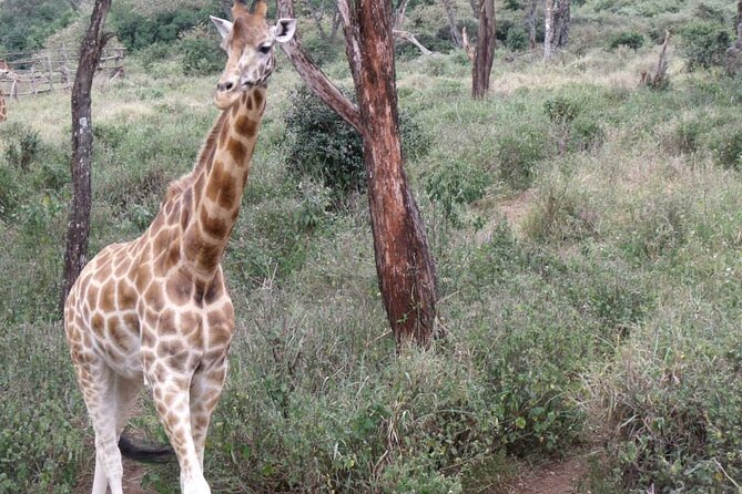Day Tour Giraffe Center, Karen Blixen and Lunch at Carnivore - Reviews & Feedback