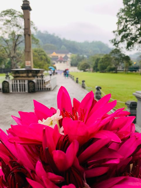 Day Tour in Awesome Kandy City From Colombo - Transportation and Pickup