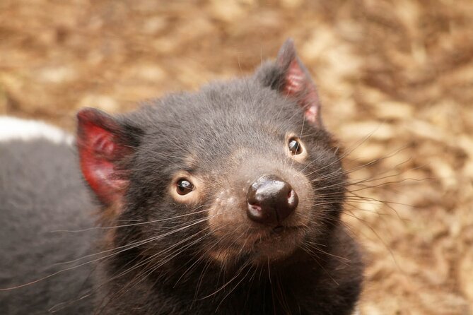 Day Tour in Mt. Field, Mt. Wellington, Bonorong Wildlife Sanctuary and Richmond - Inclusions