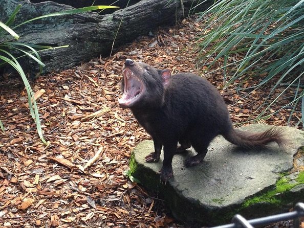 Day Tour in Mt. Field, Mt. Wellington, Bonorong Wildlife Sanctuary and Richmond - Highlights