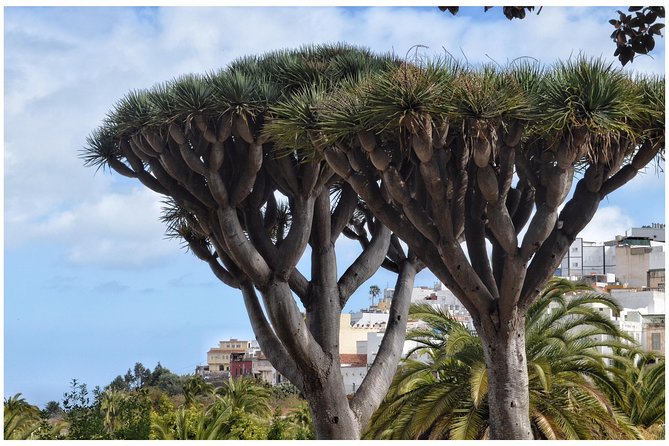 Day Tour in North of Gran Canaria With Wine Tasting - Tour Inclusions and Ratings