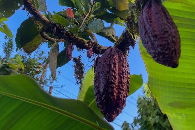 Day Tour in the Puyopungo Amazon Rainforest - Visiting Chocolate Factory Tour