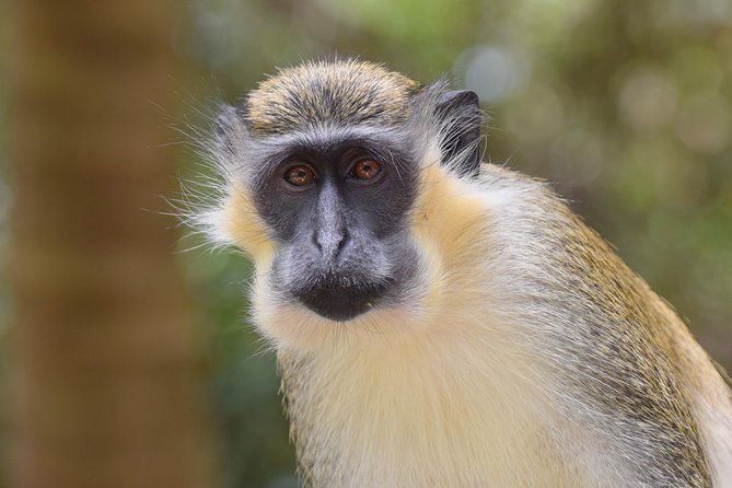 Day Tour Including Harrisons Cave St. Nicholas Lunch and Monkeys - Pickup and Meeting Details